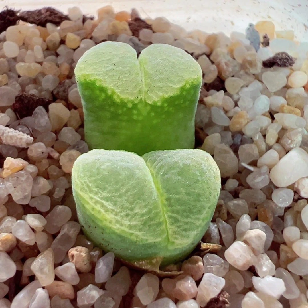 602-117多肉磨砂风铃