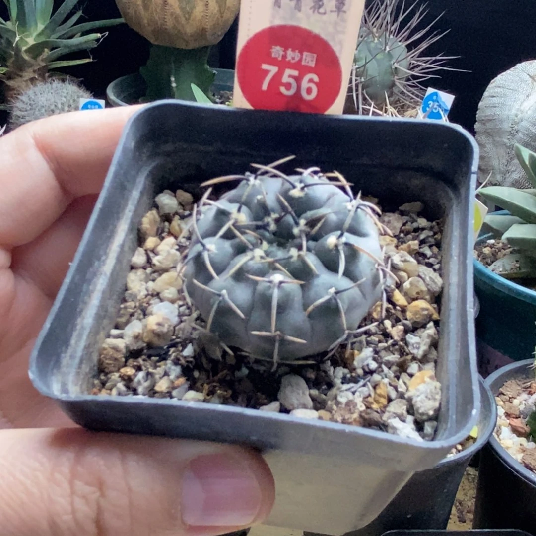 实生黑刺球一颗仙人球，