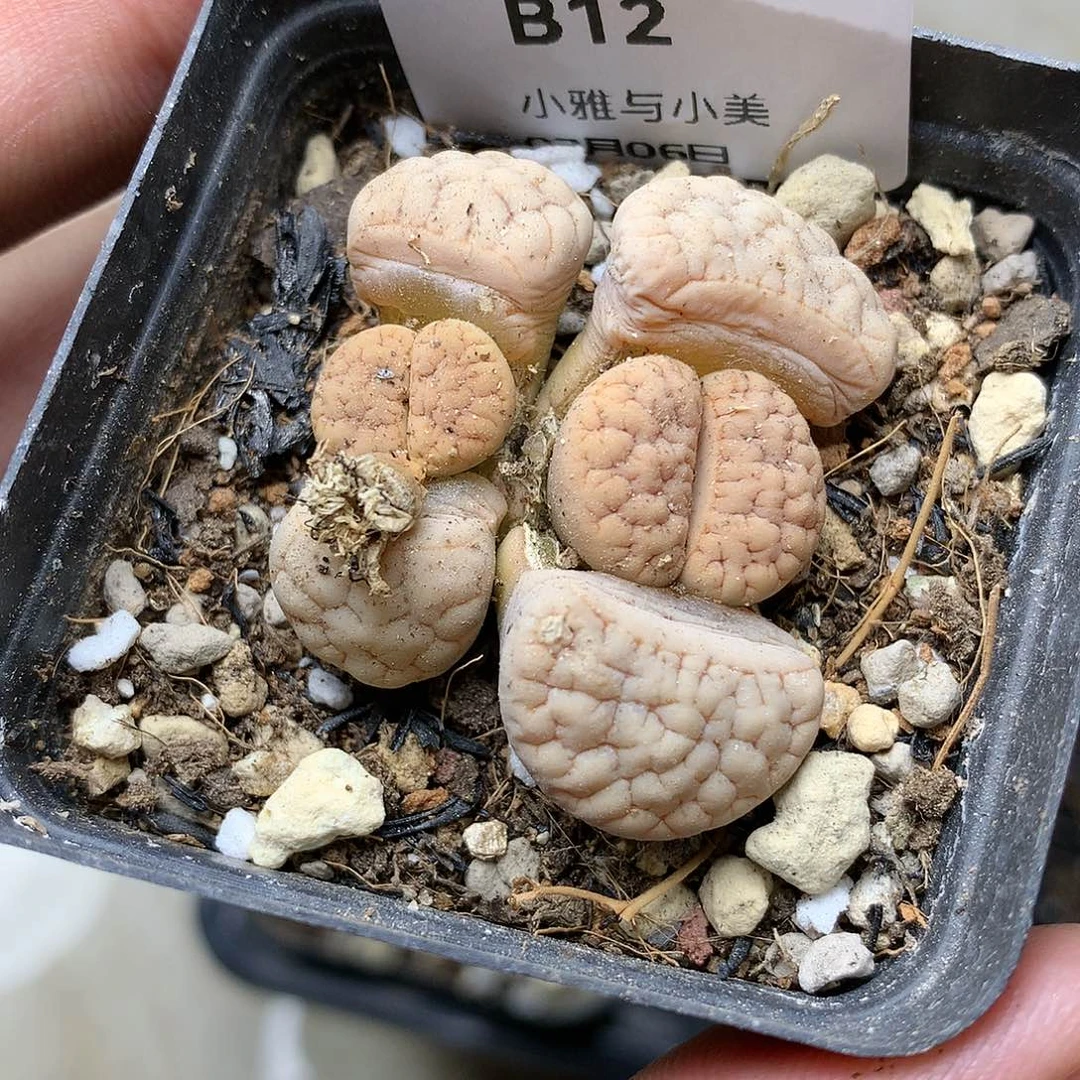B12多肉植物保护