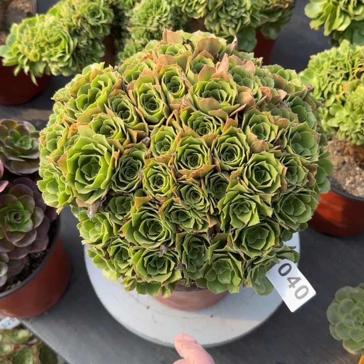 多肉植物绿朵朵040