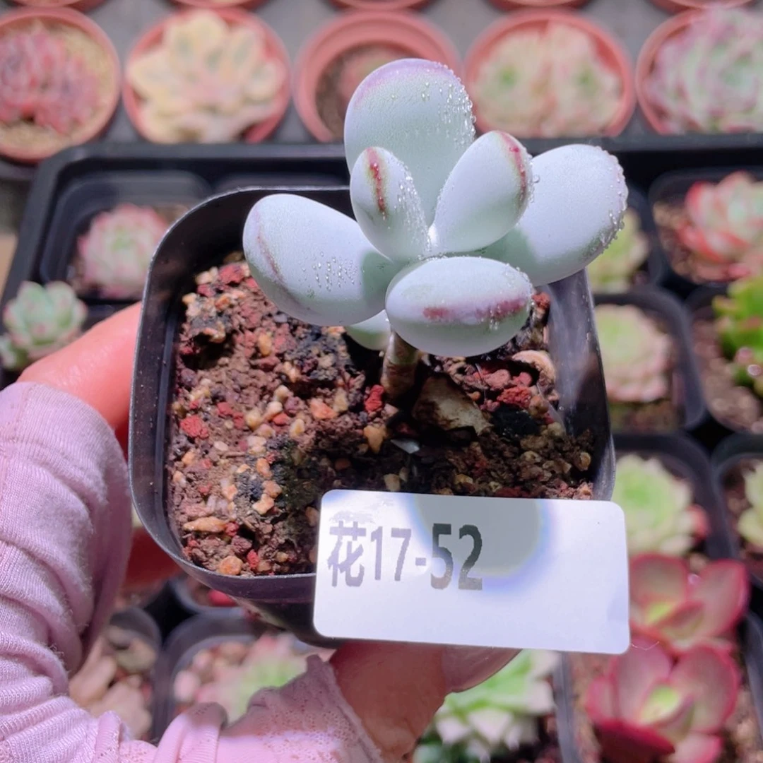 花利美17-52乒乓福娘