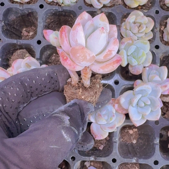 精品漫漫雪两颗一组