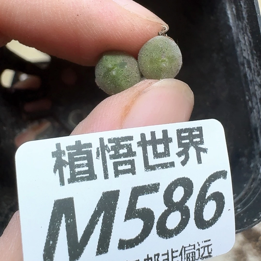多肉植物的日子去ed