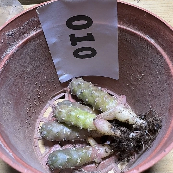 黎***人实生习志野苗子五颗