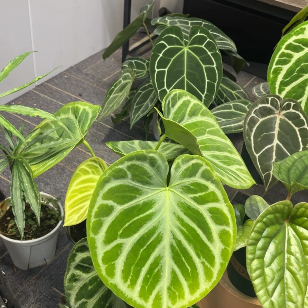 无花朵母本铜锣烧
