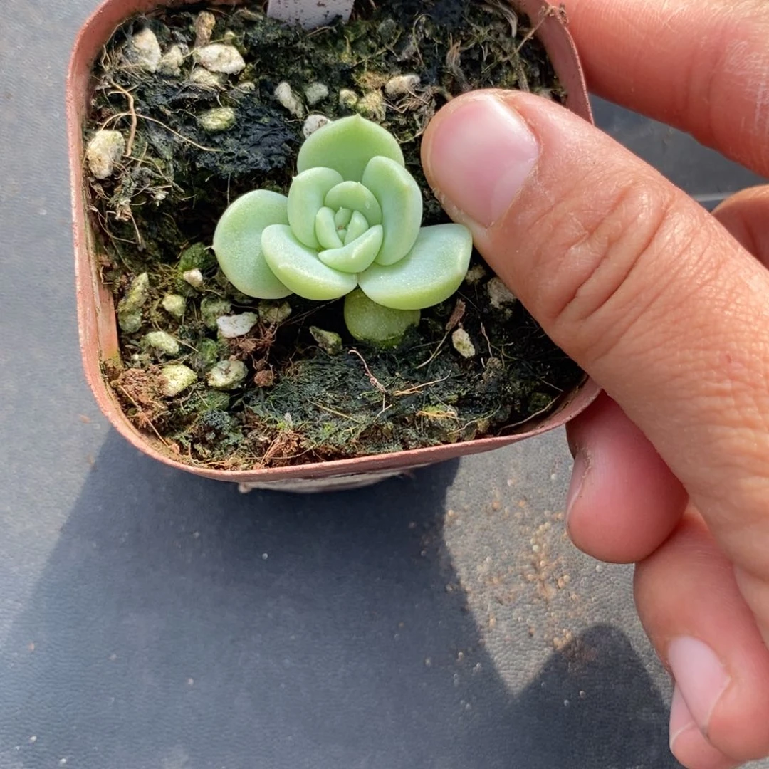 标签524青吟一个多肉