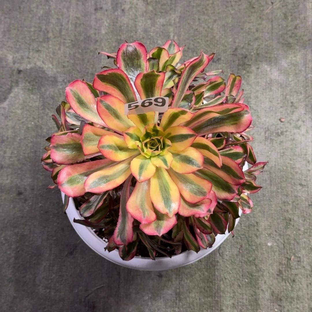 A***M569！魅影法师多肉植物