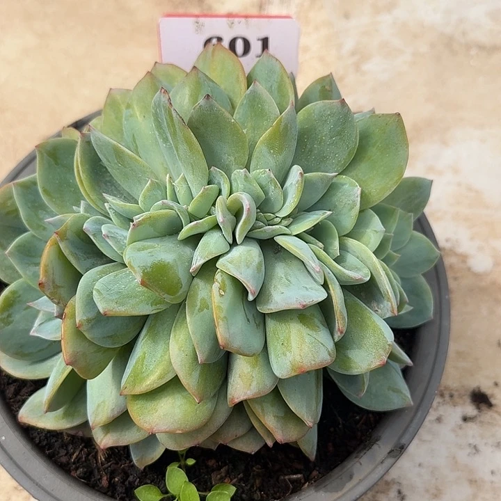 白凤缀化601多肉植物