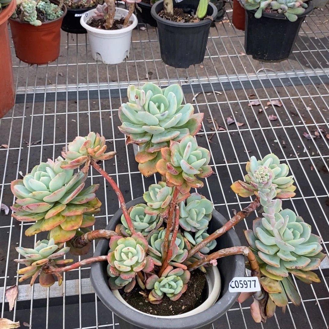 5977白月光一物一拍
