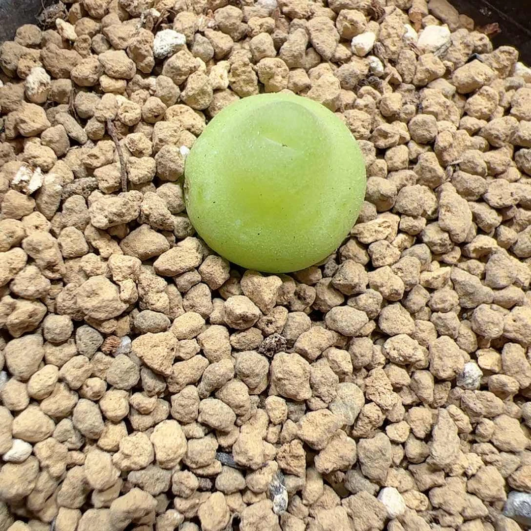 【闪购商品】386 福利大葫芦