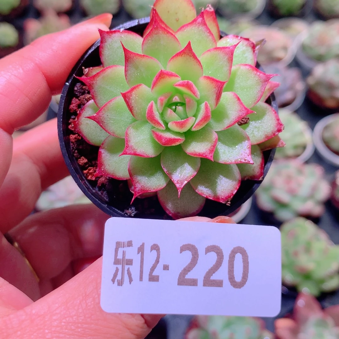 乐然12-220 小海螺