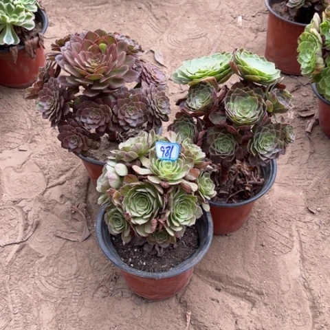 981多肉植物组合，