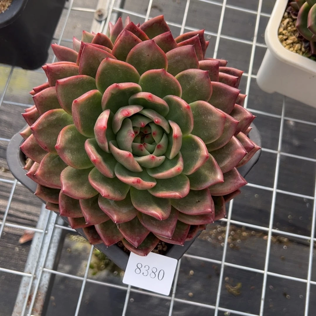 一**风8380肉肉肉肉肉肉肉