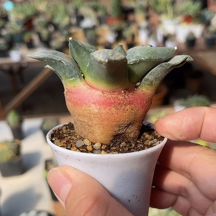 无花朵实生岩牡丹一物一拍
