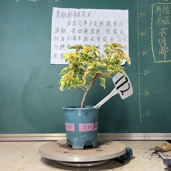 当前无花栽培后可以开花 金边黄  172