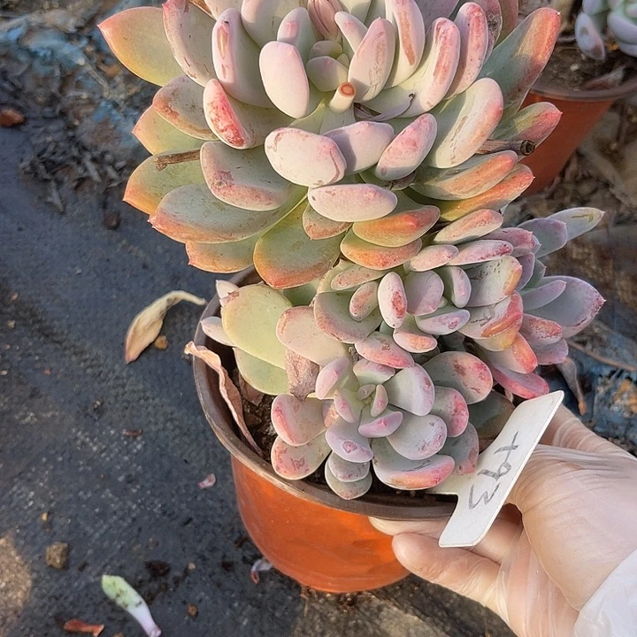 两单包邮，一物一拍93