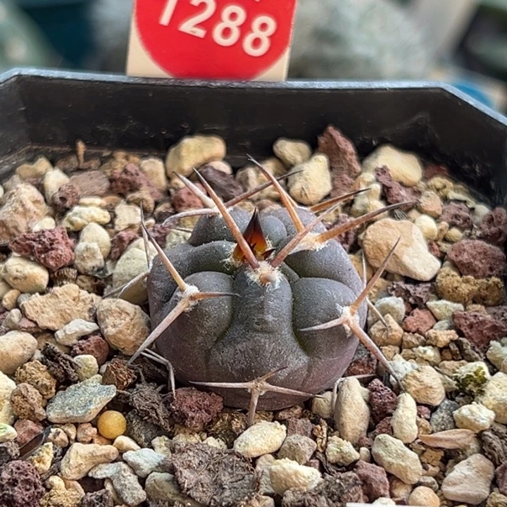 实生豪刺守金摩天龙