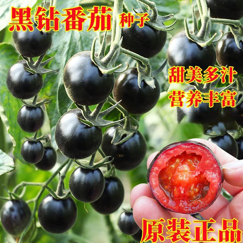 【番茄家庭园艺适用】黑番茄南方四季种北方两季种子多汁蔬菜种子