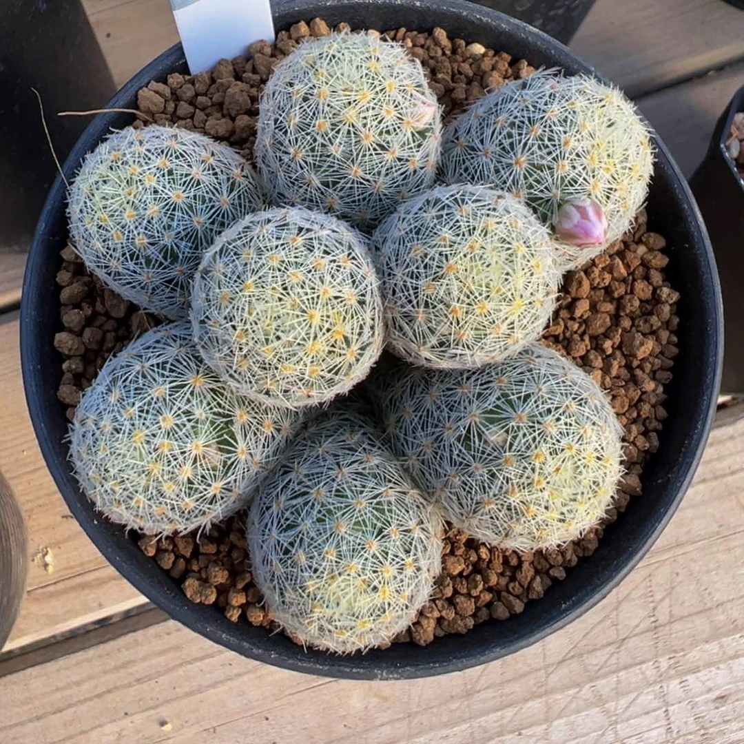 524实生根吉赛尔多肉植物带盆土