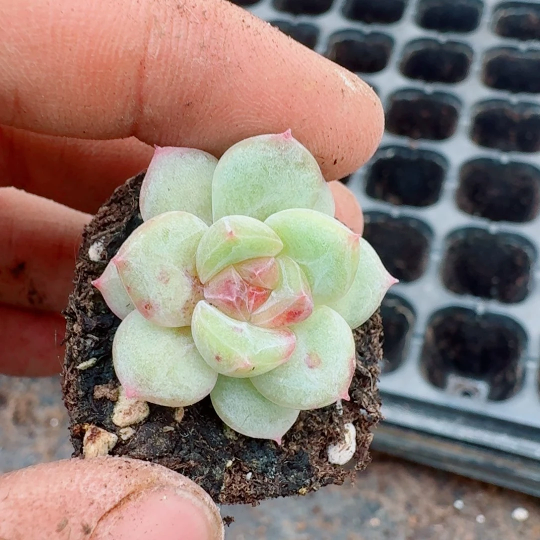 多肉杂交一物一拍6-62