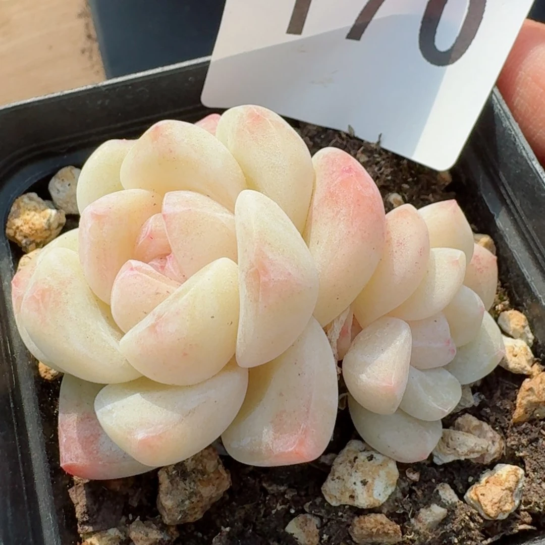 开播福利捡漏随单发满58包邮