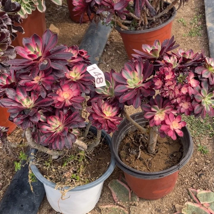 148多肉植物香奶奶微瑕无售后