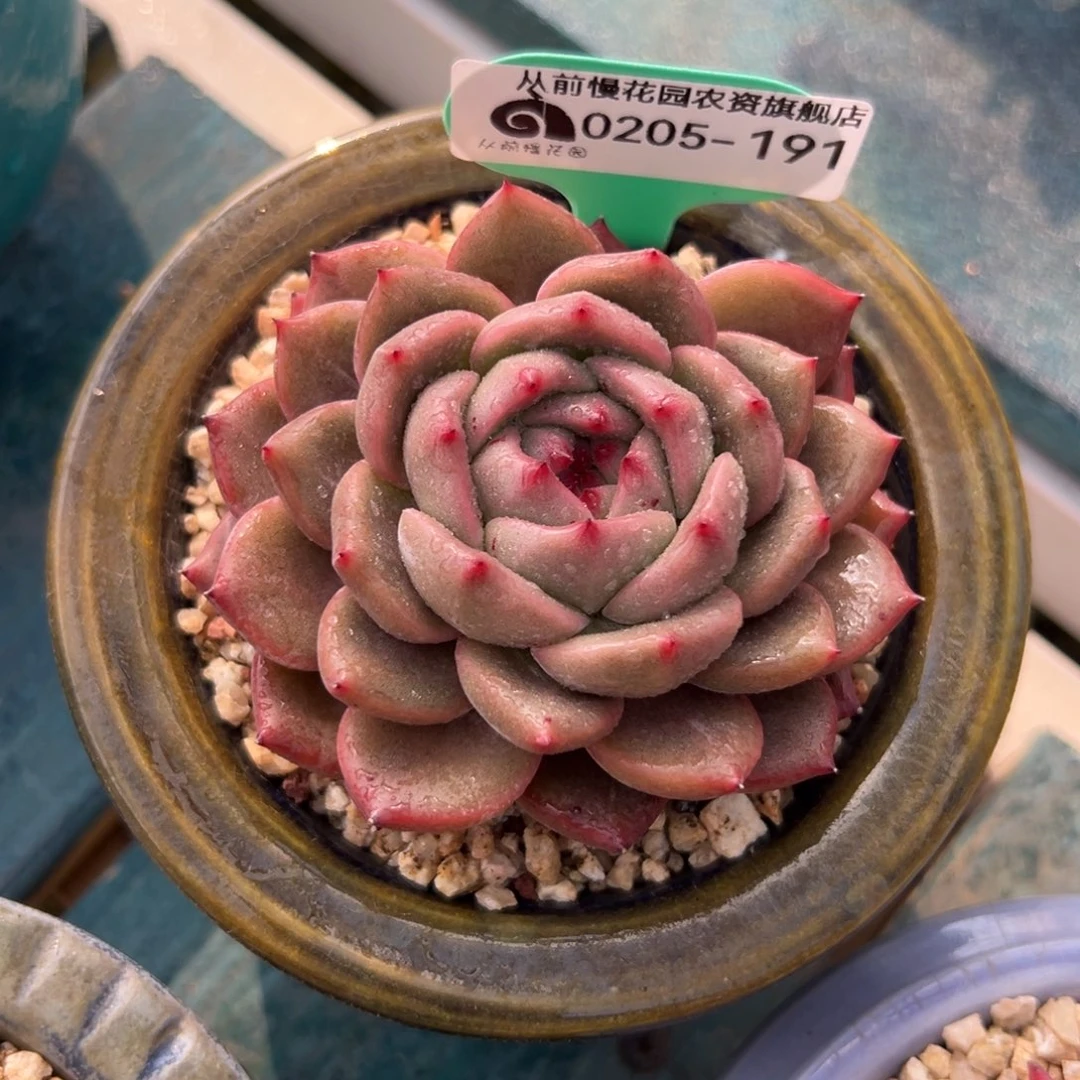 多肉一物一拍0205-191