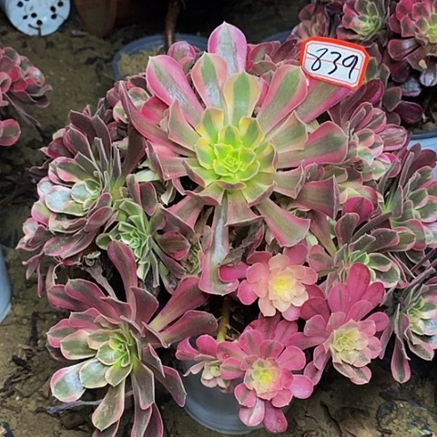 大凤冠老桩弯杆子处理的839号
