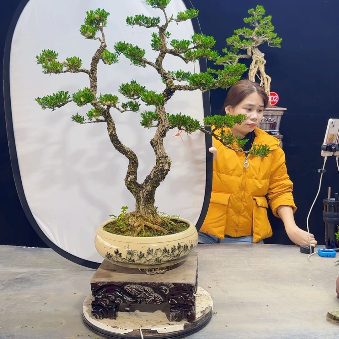 高端黄杨盆景艺术1****6