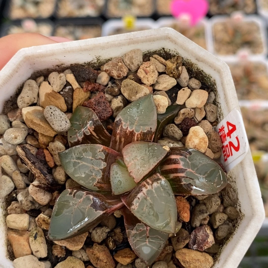 不开花植物42火凤凰