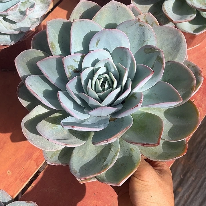 布鲁兰16.99多肉植物