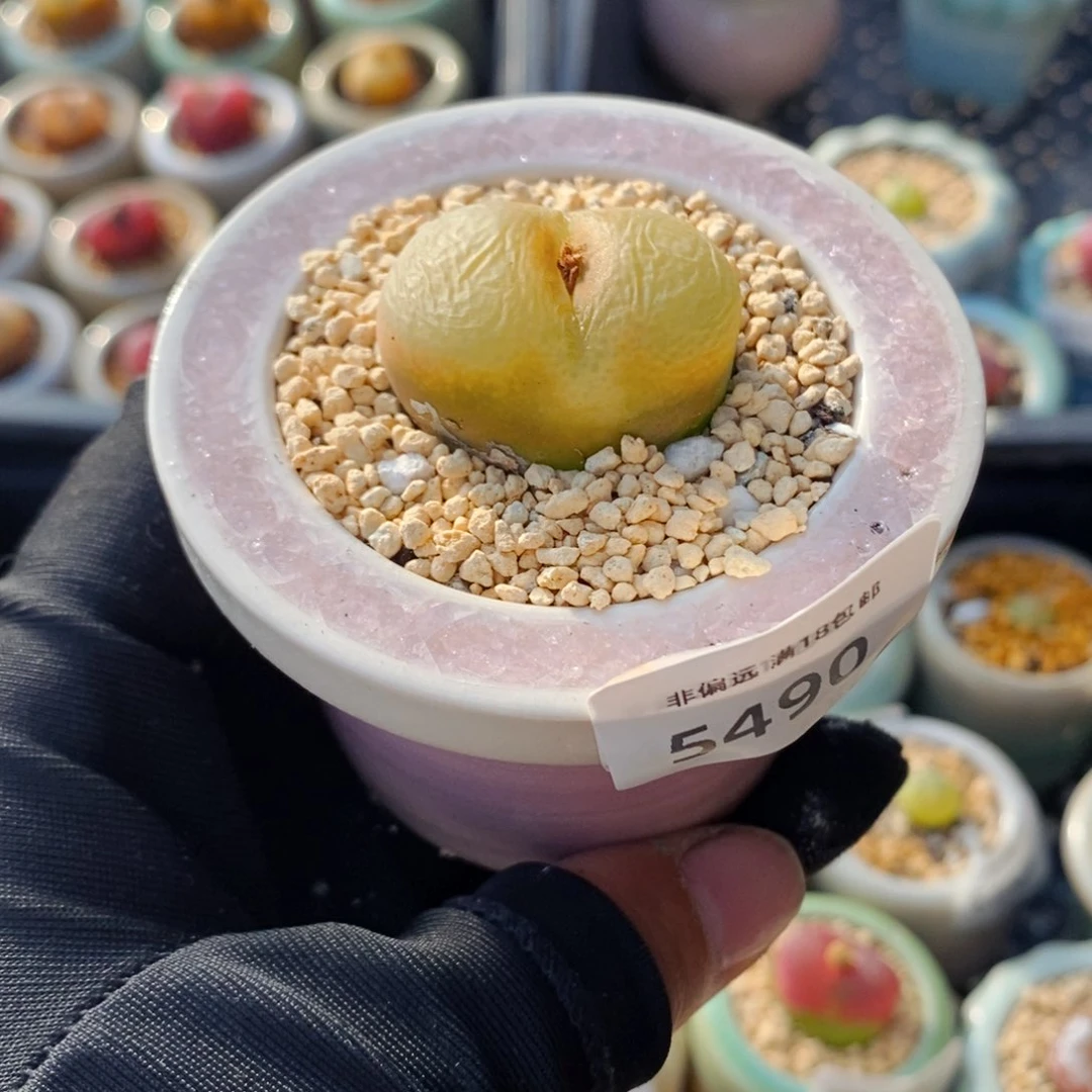 5490--一物一拍 带盆