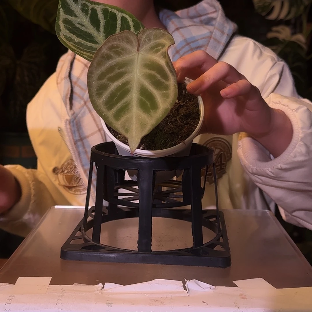 不开花植物W24粉色面纱杂银色闪光