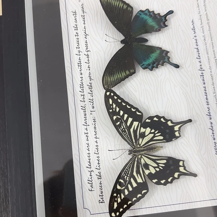 群***澜蝴蝶标本定制148@