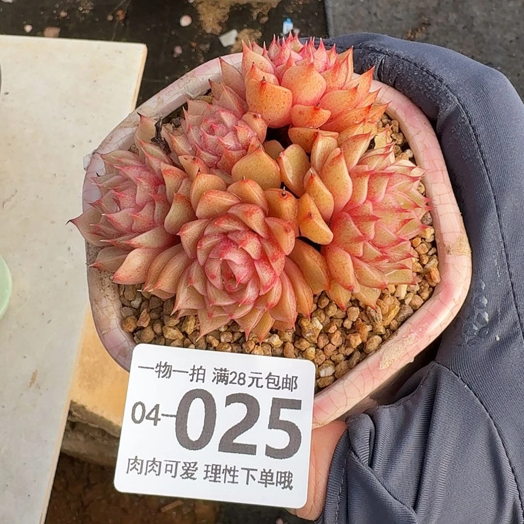 笨吧无盆土发货无盆