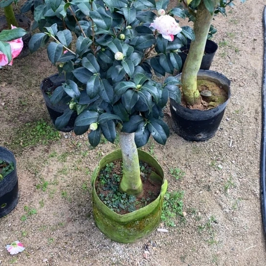 当前无花栽培后可以开花