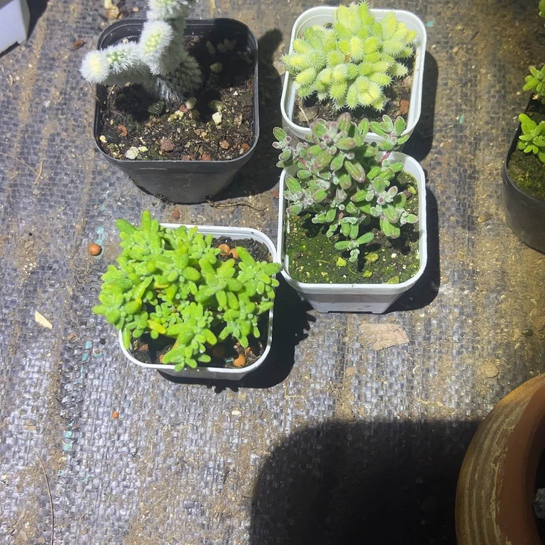 兮***木枝干组合一个小的