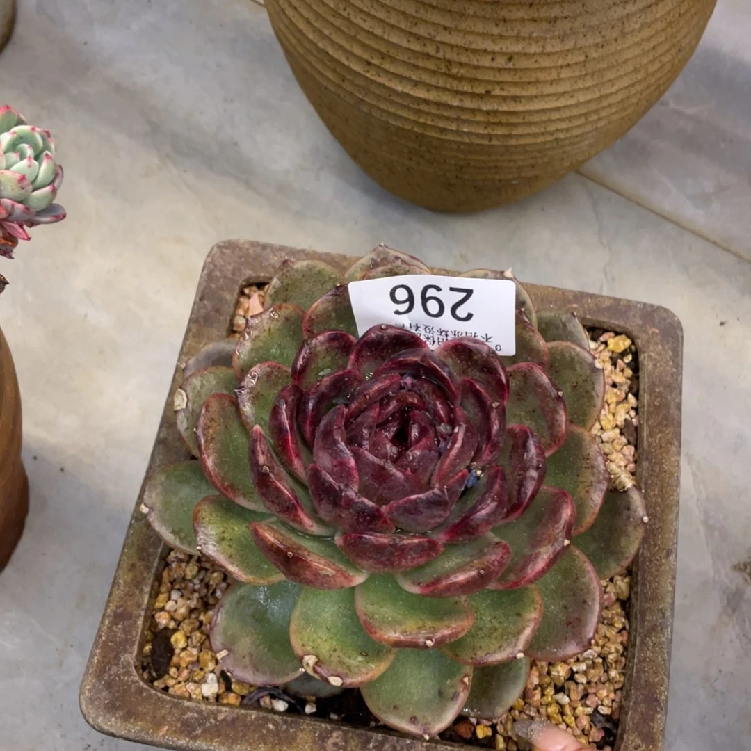 黑大帅多肉296水晶