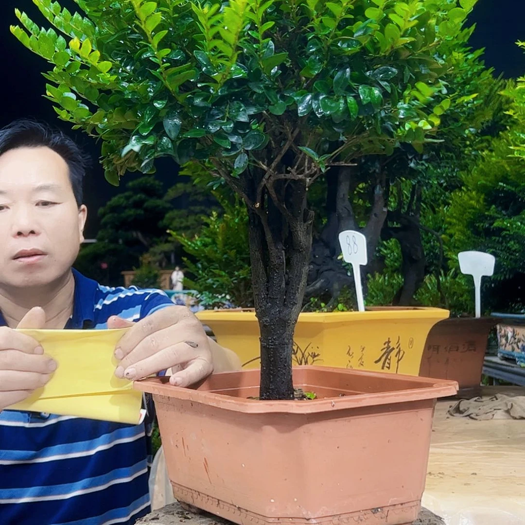 当前无花朵，栽培后可花朵建*