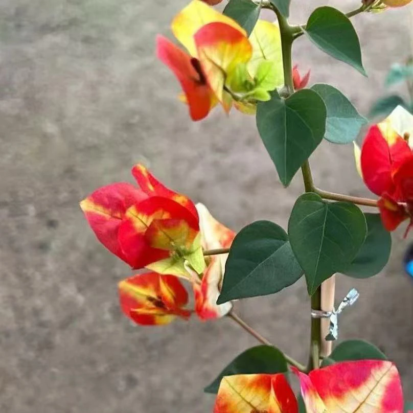 带盆(飞鸟)加仑盆发货 包对版精品三角梅 不带花 千梅园