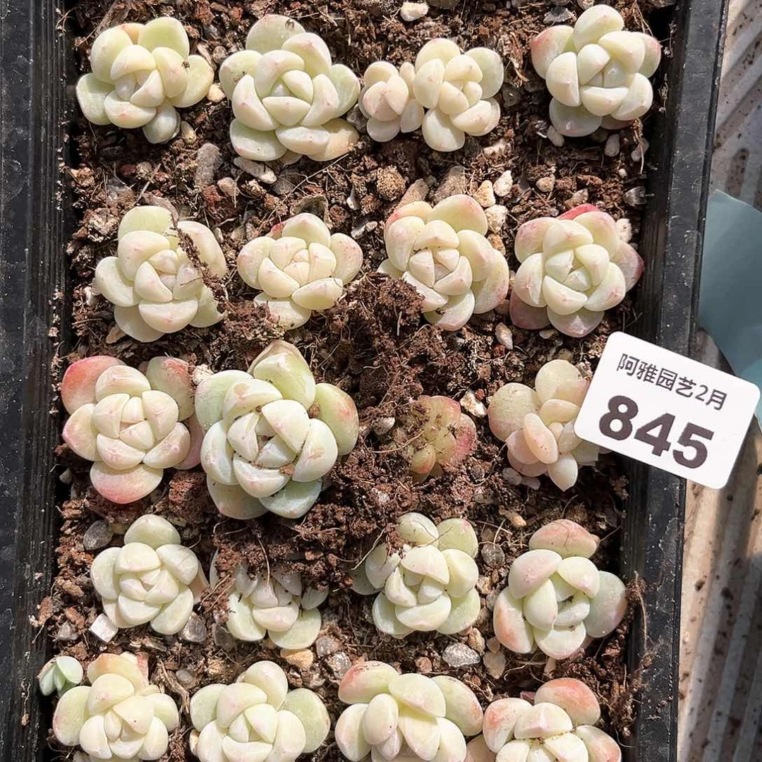 阿雅园艺。    845