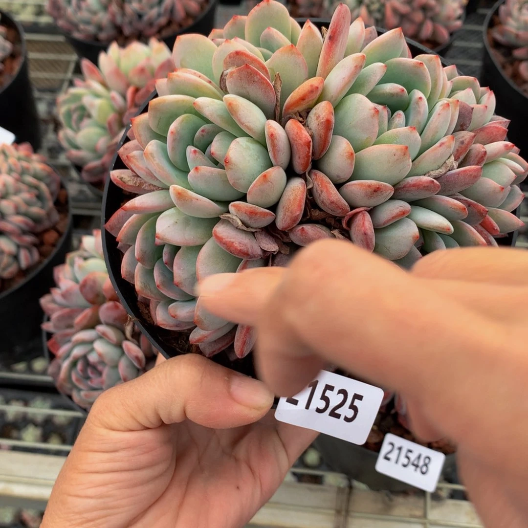 21525多头一哥们一天吃个