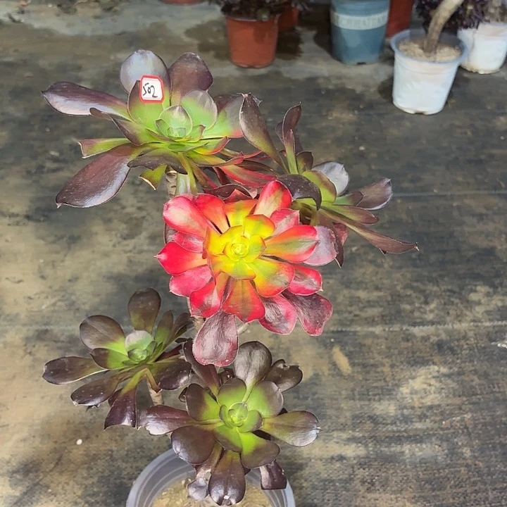 嫁接有砍巫毒七彩朵502