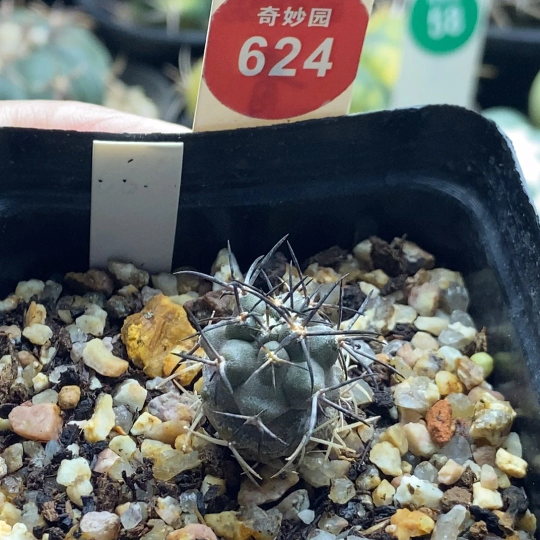 实生狂刺栗星玉1.7cm