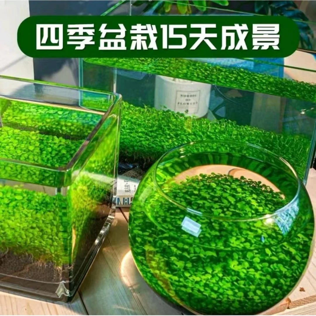 水草种子水培办公室盆栽花卉绿植金绿新手简单