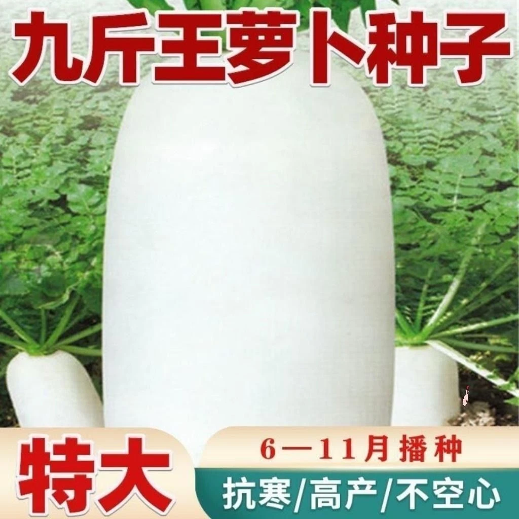 九斤王大白萝卜种子不空心春不老萝卜种籽秋冬季播种庭院蔬菜种子