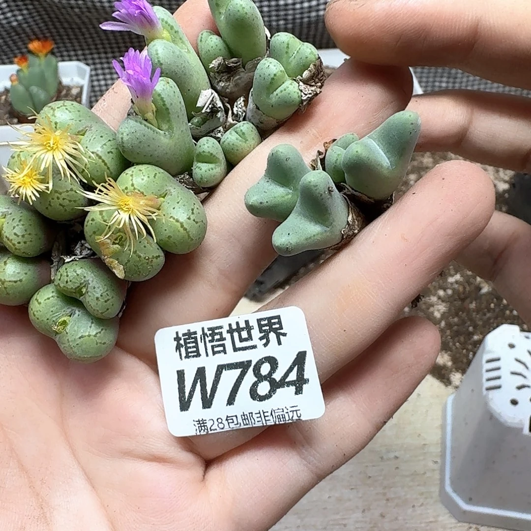 多肉植物的人啊dgb