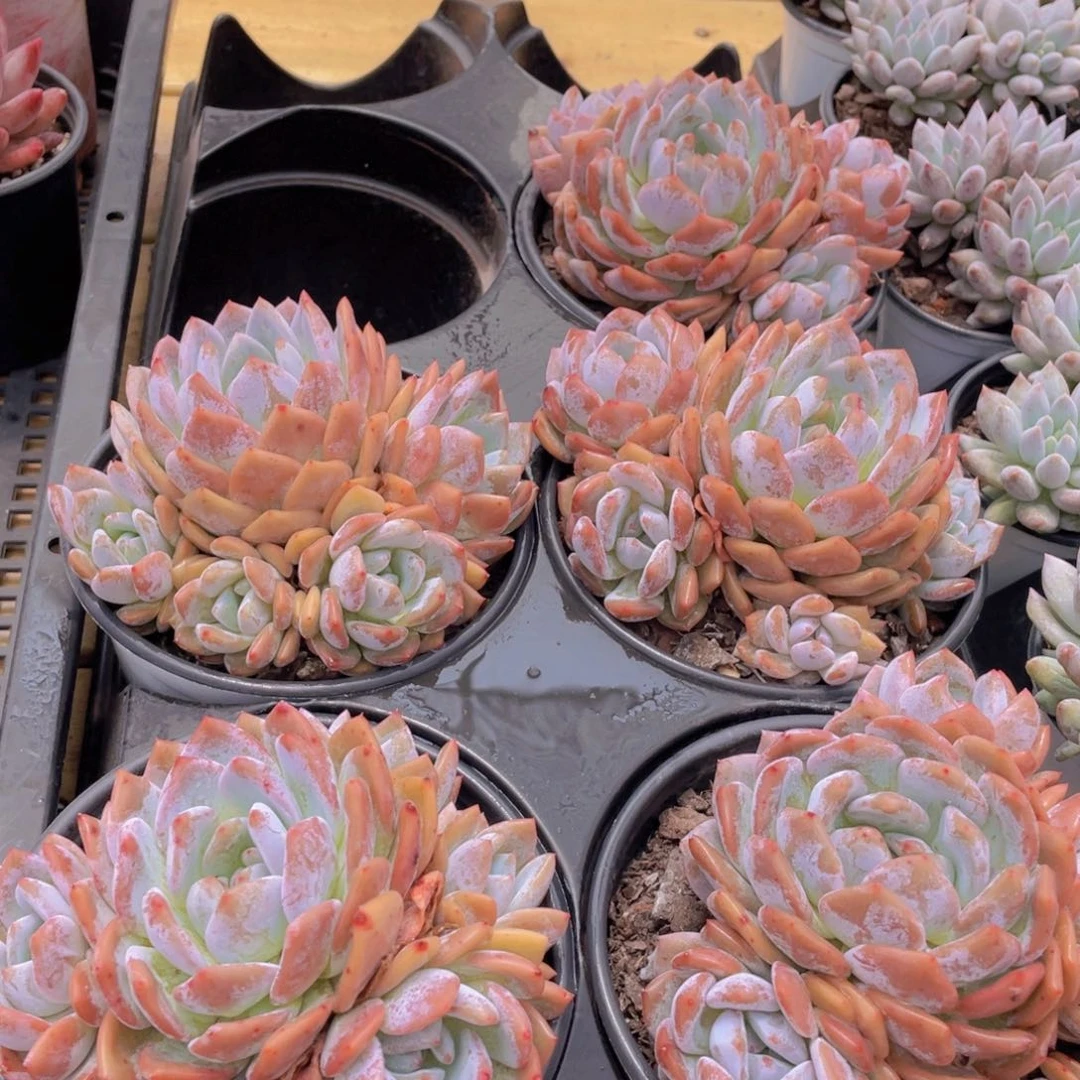 536号 韩版橙梦露母本大群生四头起一个