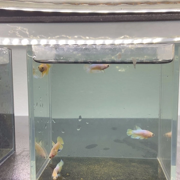 斗鱼包活不包损所见即所得052