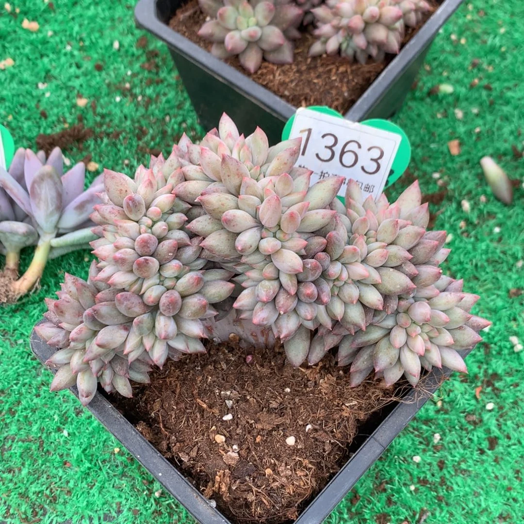 昆***球红蜻蜓缀化一物一拍1363